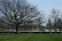 Een zee van witte kruisen tussen de bomen