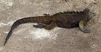 Amblyrhynchus cristatus hassi