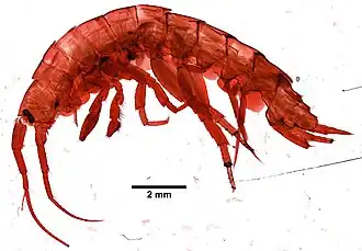 Echinogammarus obtusatus