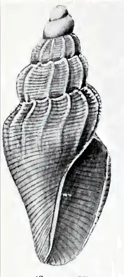 Marita schoutenensis