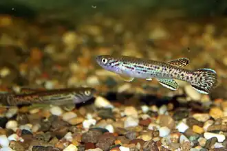 Fundulopanchax marmoratus