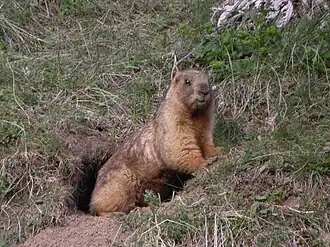 Altaimarmot