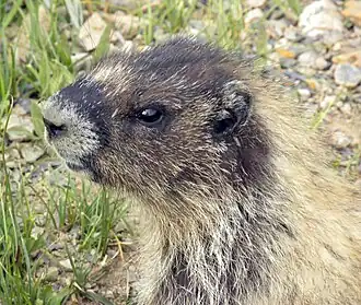 Grijze marmot