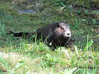 Vancouvermarmot