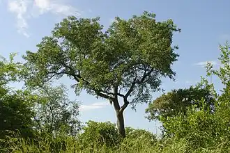 Marula