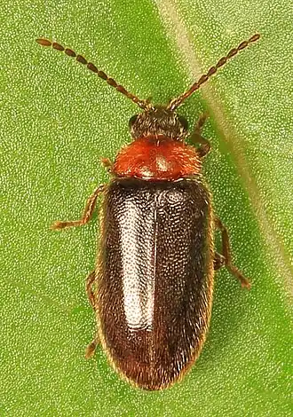 Cyphon ruficollis