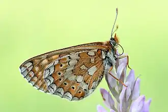 Moerasparelmoervlinder