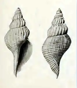 Marshallena philippinarum