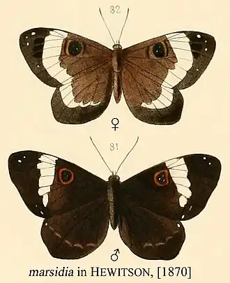 Teratophthalma maenades