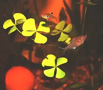 Marsilea batardae