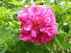 'Martha Washington' (onbekend, voor 1889)