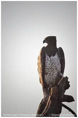 Afbeelding gemaakt in het Krugerpark (Zuid-Afrika)