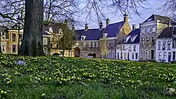 Winterakonieten in de lente