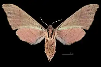 Marumba cristata cristata ♀ △