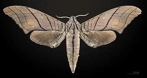 Marumba cristata titan ♀