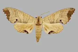 Marumba indicus