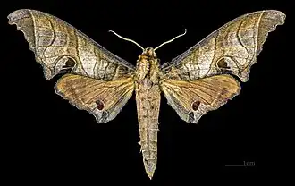 Marumba spectabilis spectabilis ♂