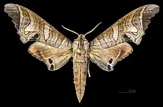 Marumba spectabilis malayana ♂