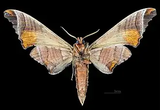 Marumba spectabilis malayana ♂ △