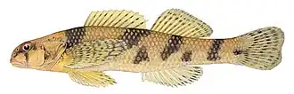 Etheostoma sellare