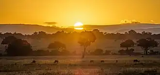 De Masai Mara bij zonsondergang