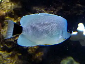 Genicanthus personatus