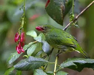 Maskercotinga