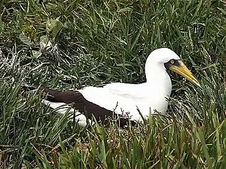 Broedende maskergent
