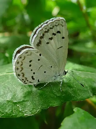 Celastrina filipjevi