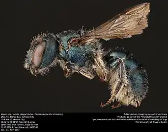 Osmia subfasciata