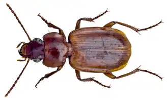 Masoreus affinis