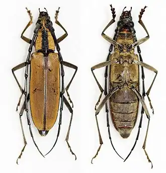 Massicus trilineatus