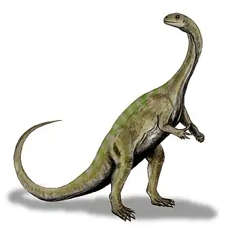 Massospondylus