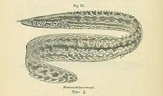 Mastacembelus ansorgii