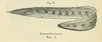 Mastacembelus congicus