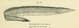 Mastacembelus cunningtoni