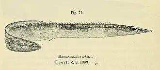 Mastacembelus marchei