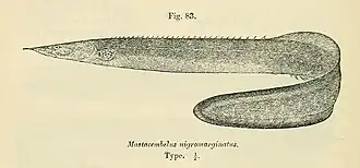 Mastacembelus nigromarginatus