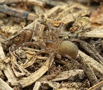 Kleinoogzweeppalpspin