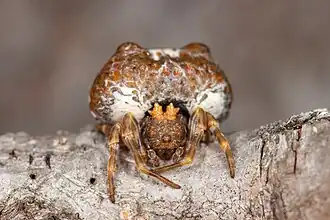 Mastophora cornigera