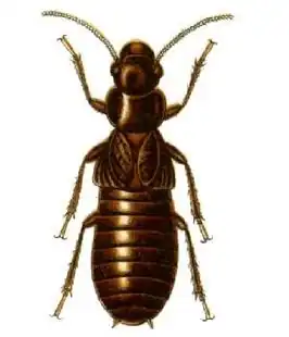 Mastotermitidae