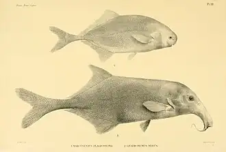 Pollimyrus plagiostoma