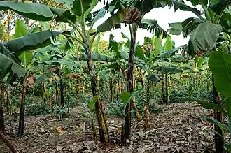 Plantage van bakbananen