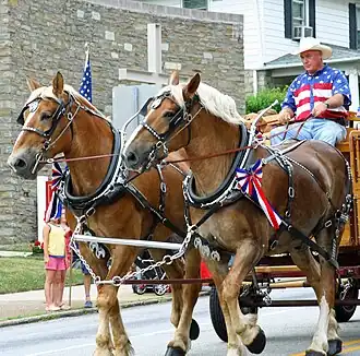 Belgian Horses in de Verenigde Staten.
