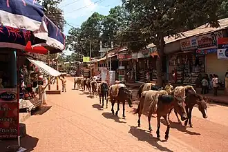Paarden in een straat door Matheran