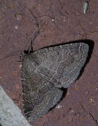 Matigramma pulverilinea