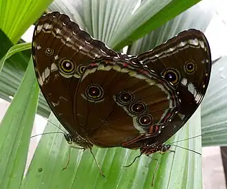 Morpho achilles