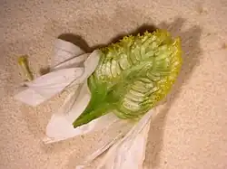 Kegelvormig hoofdje van echte kamille zonder stroschubben (lengtedoorsnede)