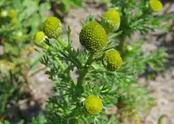 Kegelvormig hoofdje van schijfkamille zonder stroschubben (lengtedoorsnede)