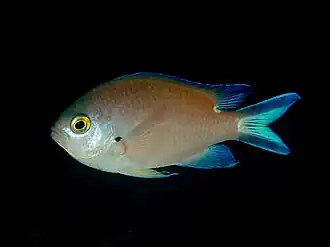 Chromis fumea